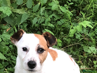 Jack Russell dogs - Advert 5