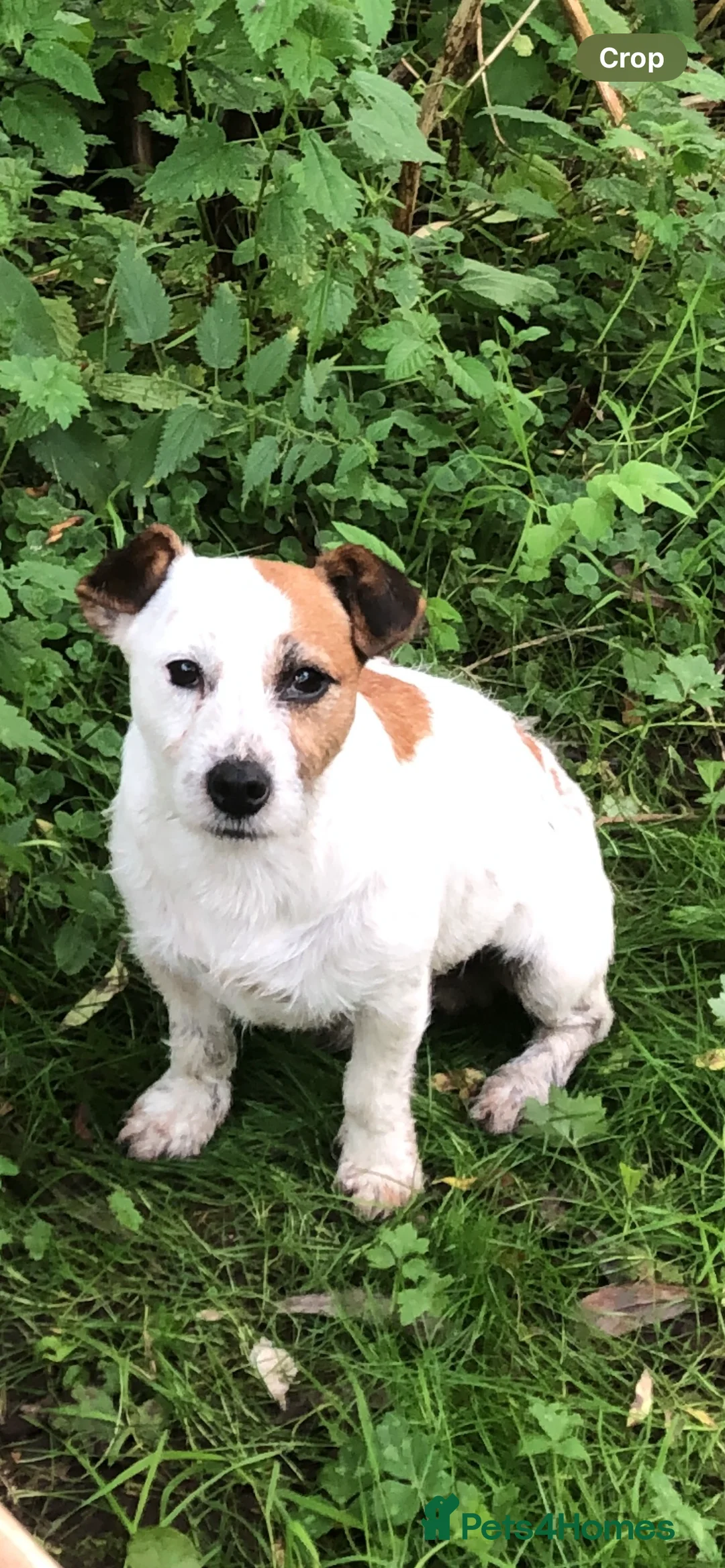Jack Russell dogs for stud: Bill  - Advert 1