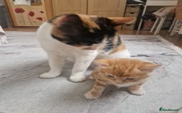 Domestic Shorthair cats for sale: Ginger kitten - Image 3