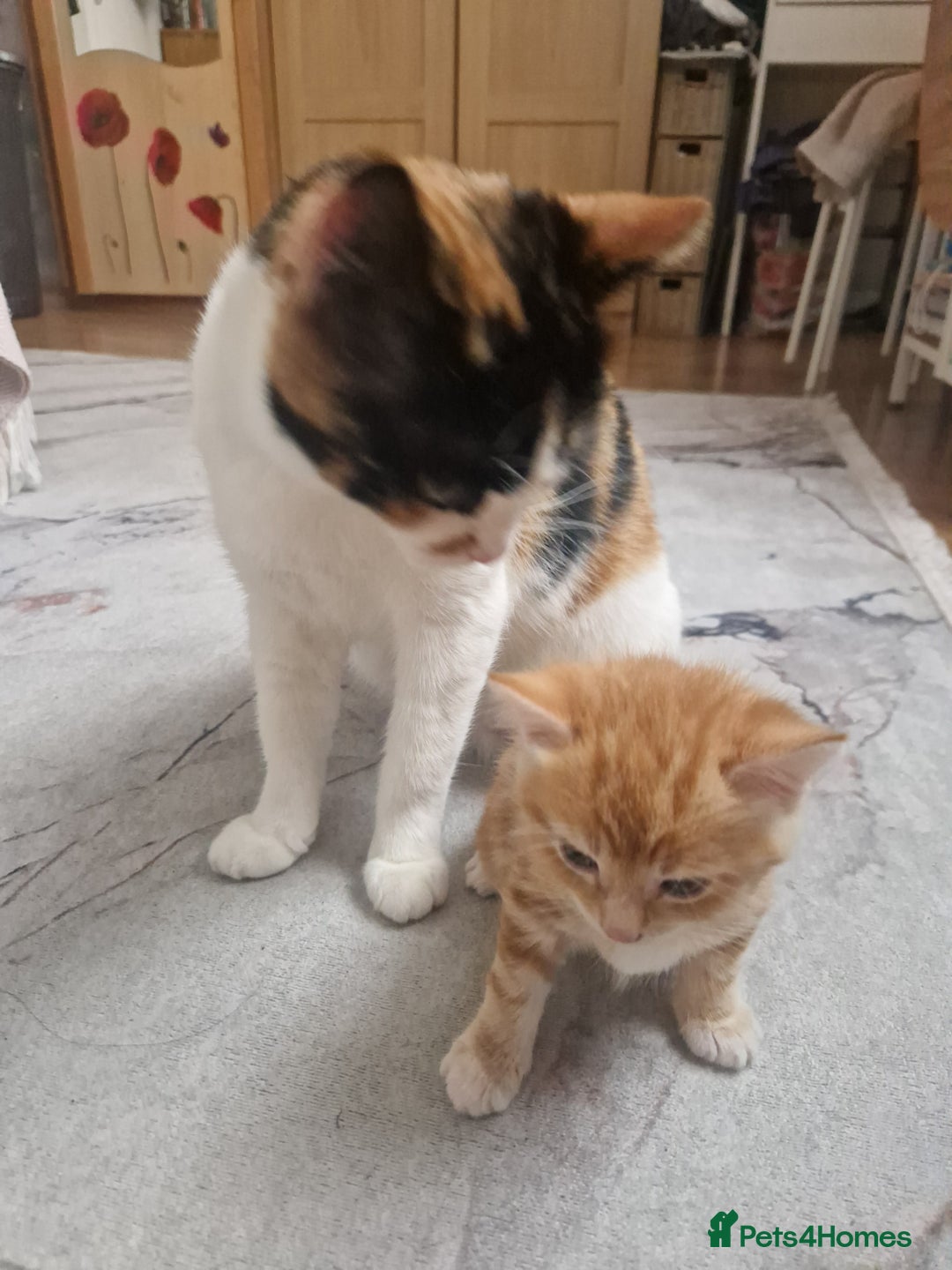 Domestic Shorthair cats for sale: Ginger kitten - Image 3