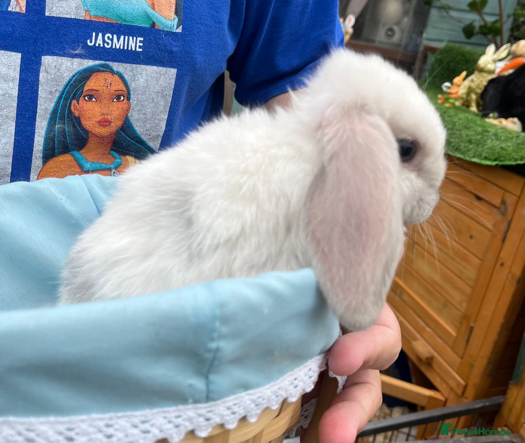 Mini Lop rabbits for sale: Autumn babies - Image 9