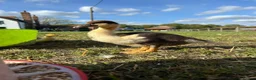Ducks poultry for sale: Muscovy ducklings  - Advert 1