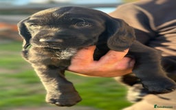 Cockerdor dogs for sale: Cockerdor puppies ready 10th October.  - Image 8