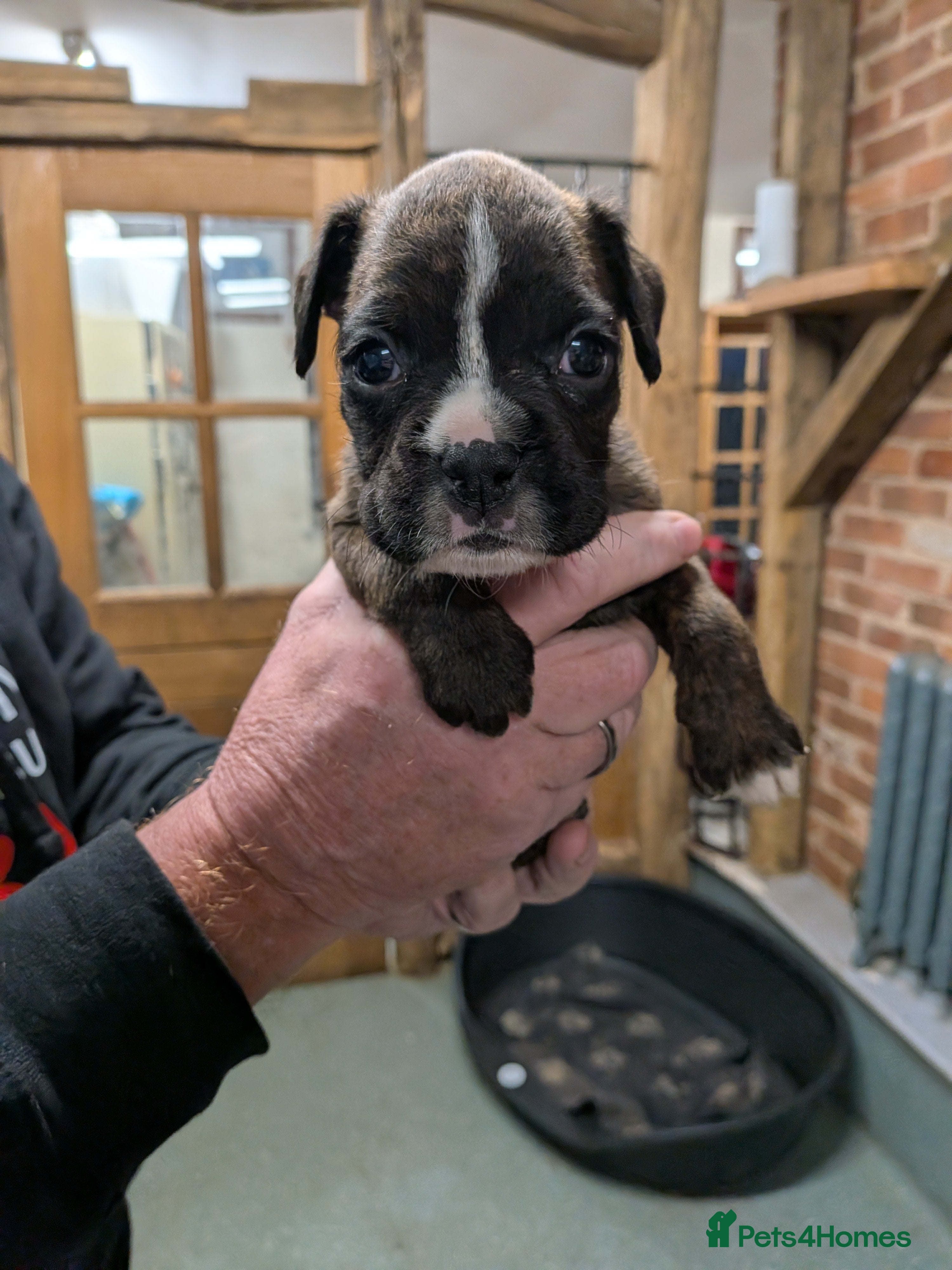 Boxer dogs KC registered tailed and bobtailed boxer puppies  - Advert 10