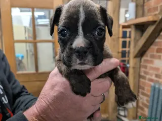 Boxer dogs KC registered tailed and bobtailed boxer puppies - Advert 6