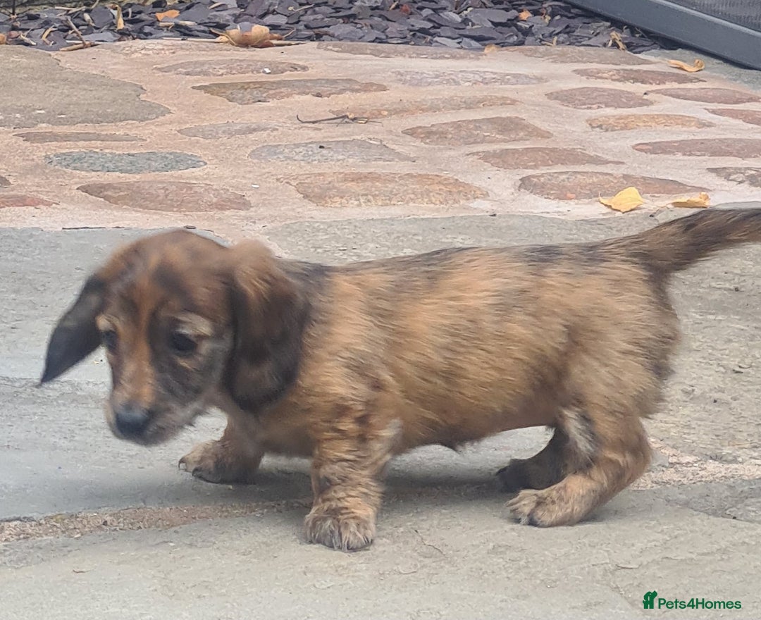 Miniature Dachshund dogs for sale: Miniature Longhaired Dachshund Puppies  - Image 16