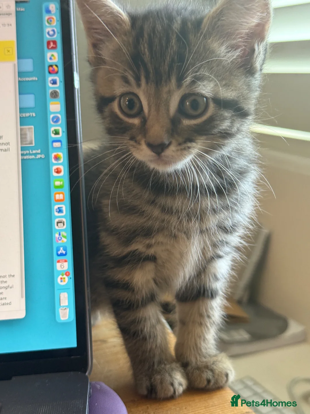 Mixed Breed cats for sale: Kitten in Saint Ives - Advert 1