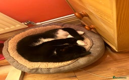 Mixed Breed cats for sale: Nuka  - Image 6
