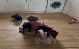 Rottweiler dogs for sale: Rottweiler puppies - Image 7