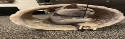 British Shorthair cats for sale: Male 2 year old British Short Hair - Advert 4