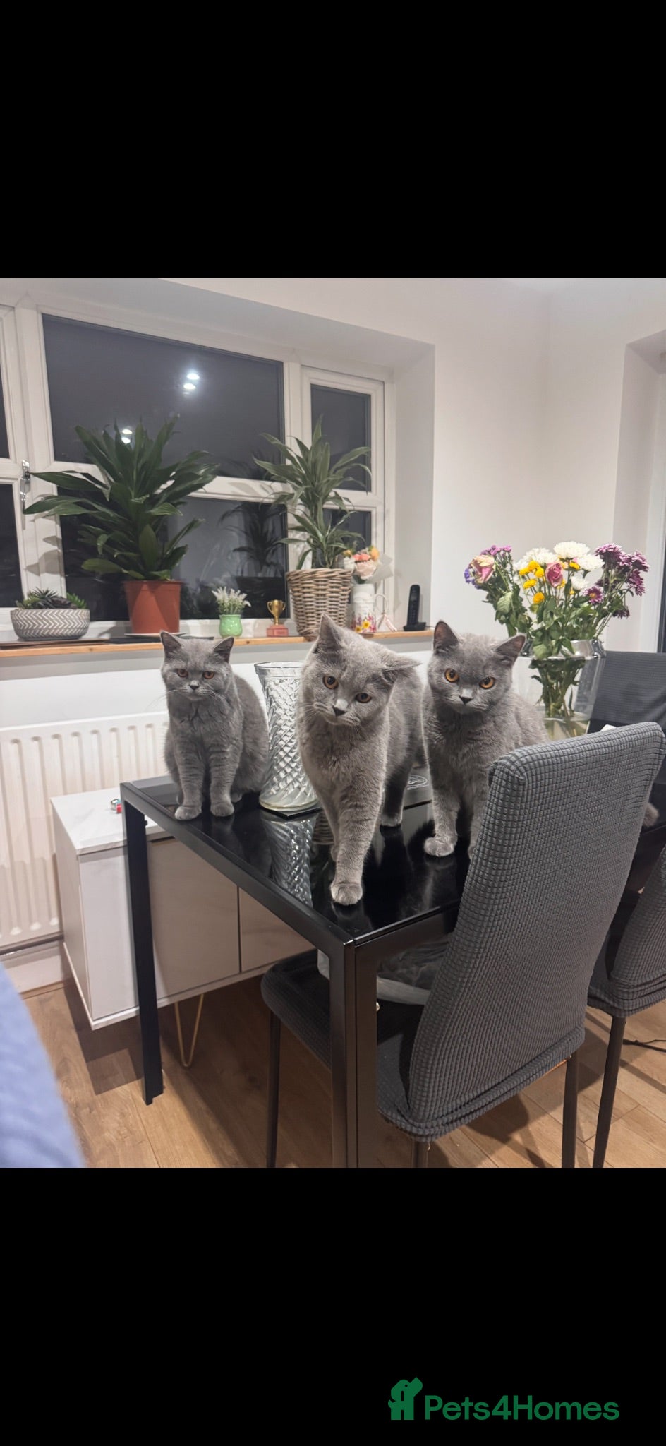 British Shorthair cats GCCF ACTIVE REG BSH QUEEN AND CHILDREN - Advert 1