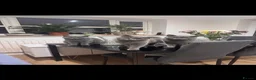 British Shorthair cats for sale: GCCF ACTIVE BSH QUEEN & 14 MONTH BABIES FOR SALE - Advert 1