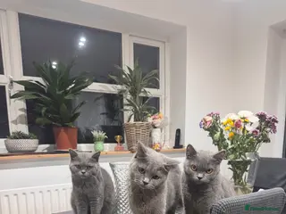 British Shorthair cats GCCF ACTIVE REG BSH QUEEN AND CHILDREN - Advert 1