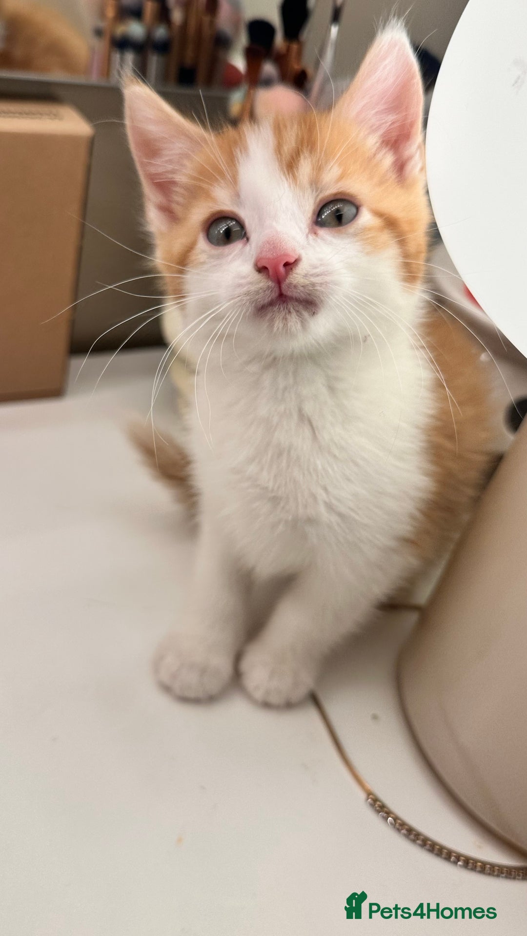 Mixed Breed cats for sale: 6 mixed breed ( shorthair and longhair) kittens - Advert 20