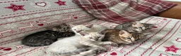 Bengal cats for sale: Bengal kittens  - Advert 10