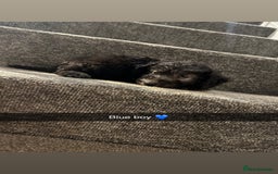 Bedlington Terrier dogs for sale: Two stunning blue bedlington pups  - Image 5