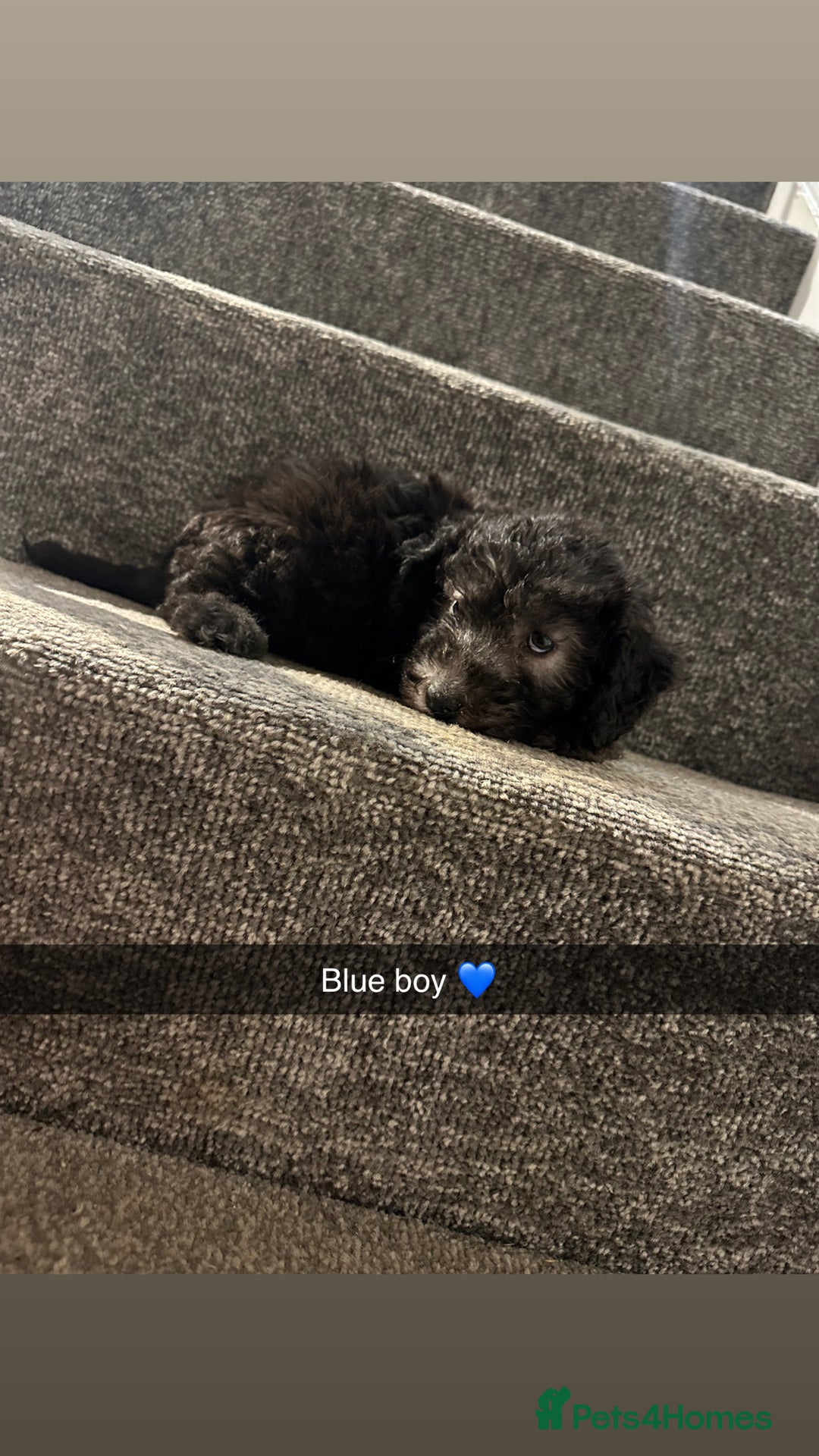 Bedlington Terrier dogs for sale: Two stunning blue bedlington pups  - Image 5