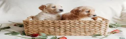 Golden Retriever dogs for sale: Beautiful golden retrievers - Advert 4