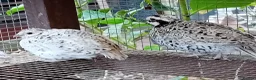 Quail poultry for sale: Snowflake Bobwhite Quail TRIO for sale - Advert 4