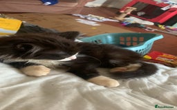 Brazilian Shorthair cats for sale:  14 week 5 day boy  - Image 4