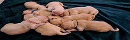 Golden Retriever dogs for sale: Golden Retriever Puppies Looking for Loving Homes  - Advert 2