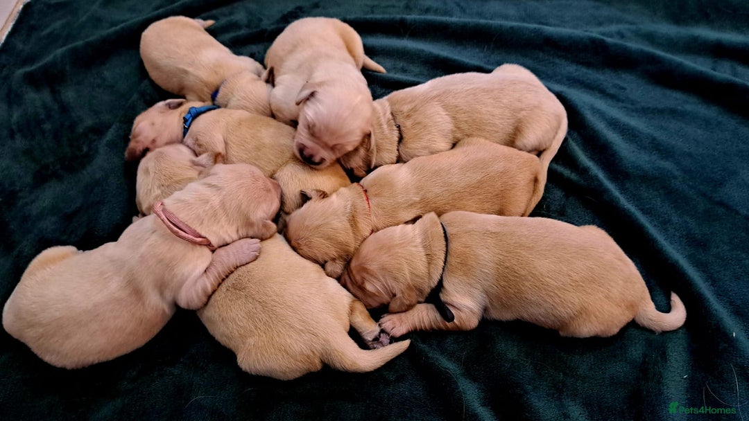 Golden Retriever dogs for sale: Golden Retriever Puppies Looking for Loving Homes  - Advert 2