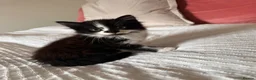 Mixed Breed cats for sale: Kittens - Advert 7