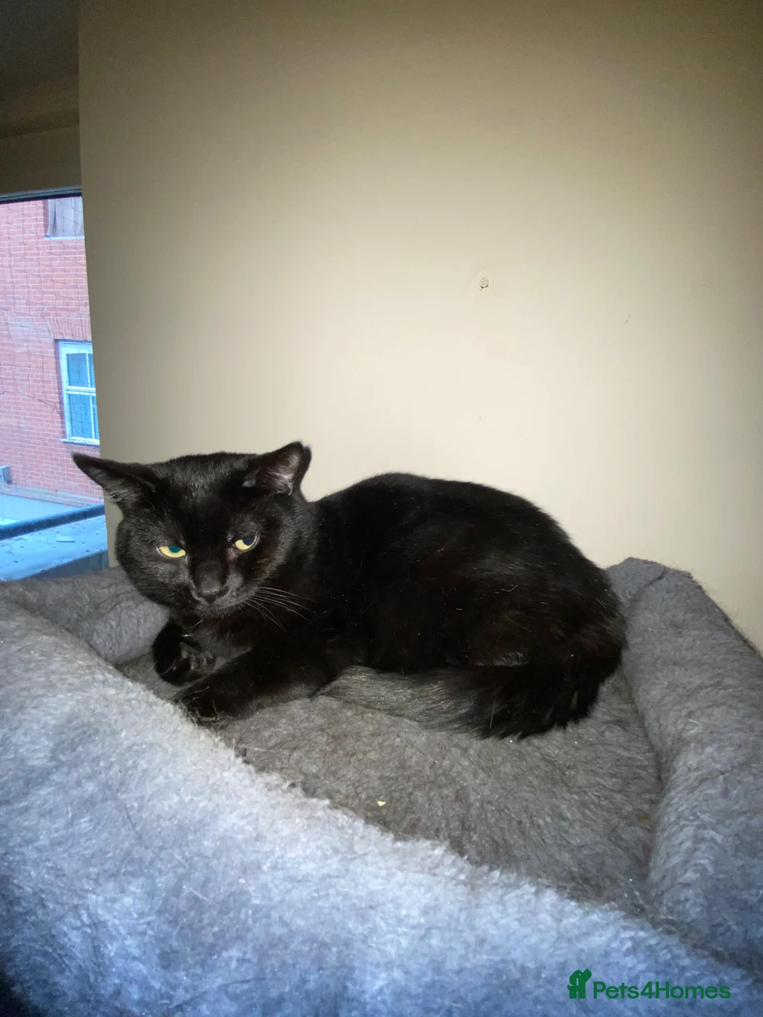 British Shorthair cats for sale: Charming Boy - Advert 8