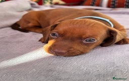Miniature Dachshund dogs for sale: STUNNING MINIATURE DACHSHUND PUPPIES - Image 4