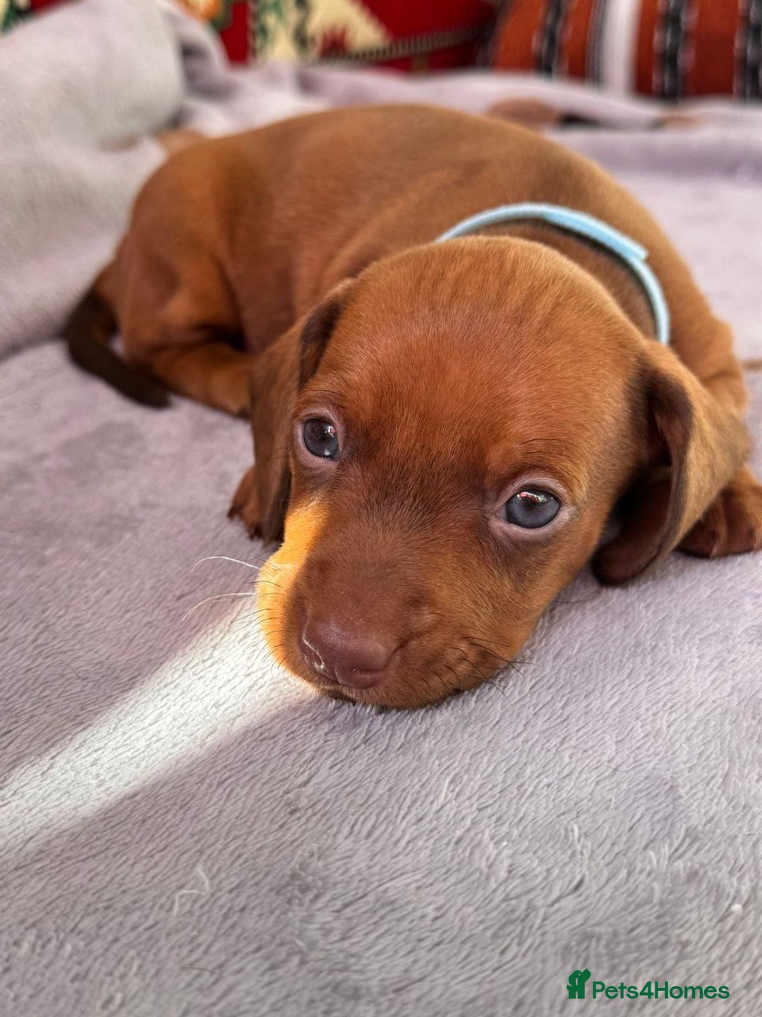 Miniature Dachshund dogs for sale: STUNNING MINIATURE DACHSHUND PUPPIES - Image 4