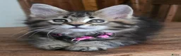 Maine Coon cats for sale: Big Strong Maine Coon Kittens - Advert 13