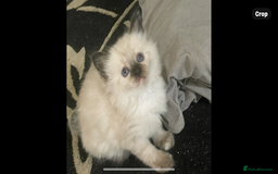 Mixed Breed cats for sale: 3/4 ragdoll kittens available  - Image 16