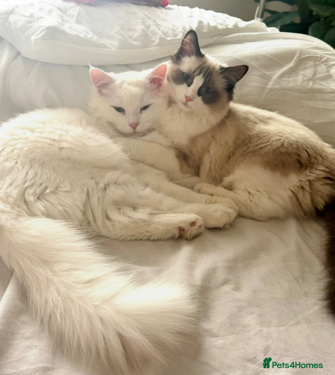 Mixed Breed cats for sale: 1x Ragdoll x Turkish Angora kitten - Advert 8