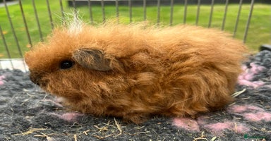 Guinea Pig rodents - Advert 3