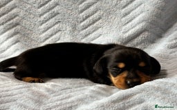 Miniature Dachshund dogs for sale: Beautiful litter of 4 miniature daschunds  - Image 8