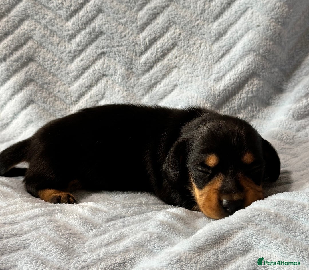 Miniature Dachshund dogs for sale: Beautiful litter of 4 miniature daschunds  - Image 8