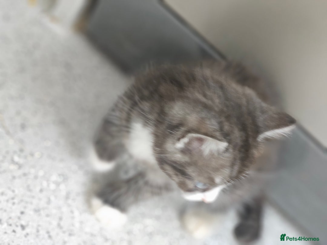 British Shorthair cats for sale: Lovely little British short haired kittens  - Image 10
