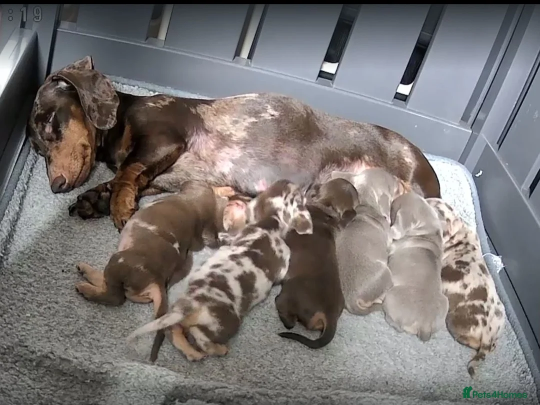 Miniature Dachshund dogs for stud: KC reg Isabella & Tan Stud! Free ovulation test in Stockton-on-Tees - Advert 22