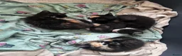 Mixed Breed cats for sale: Kittens for sale  in Havant - Advert 4