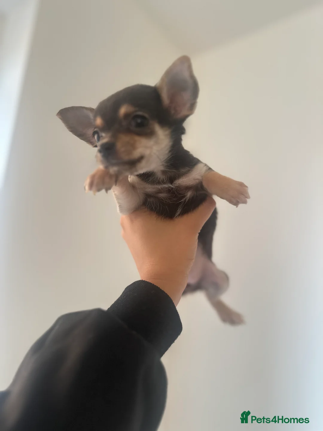 Chihuahua dogs for sale: Gorgeous Chihuahua girls - Advert 6