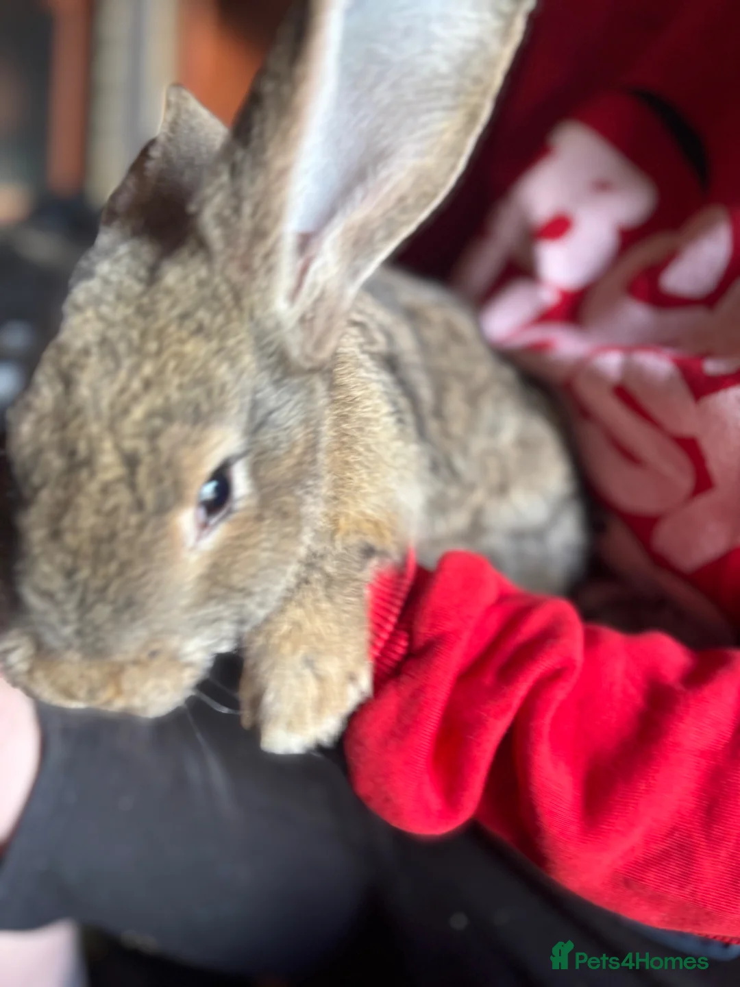 Continental Giant rabbits for sale: Mixed continental Giants  - Advert 2