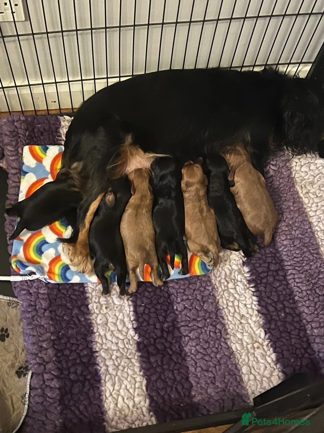 Cavalier King Charles Spaniel dogs for stud: HEALTH TESTED KC REG RUBY in Wigan - Advert 8