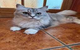 Maine Coon cats for sale: Ciri  - Image 13