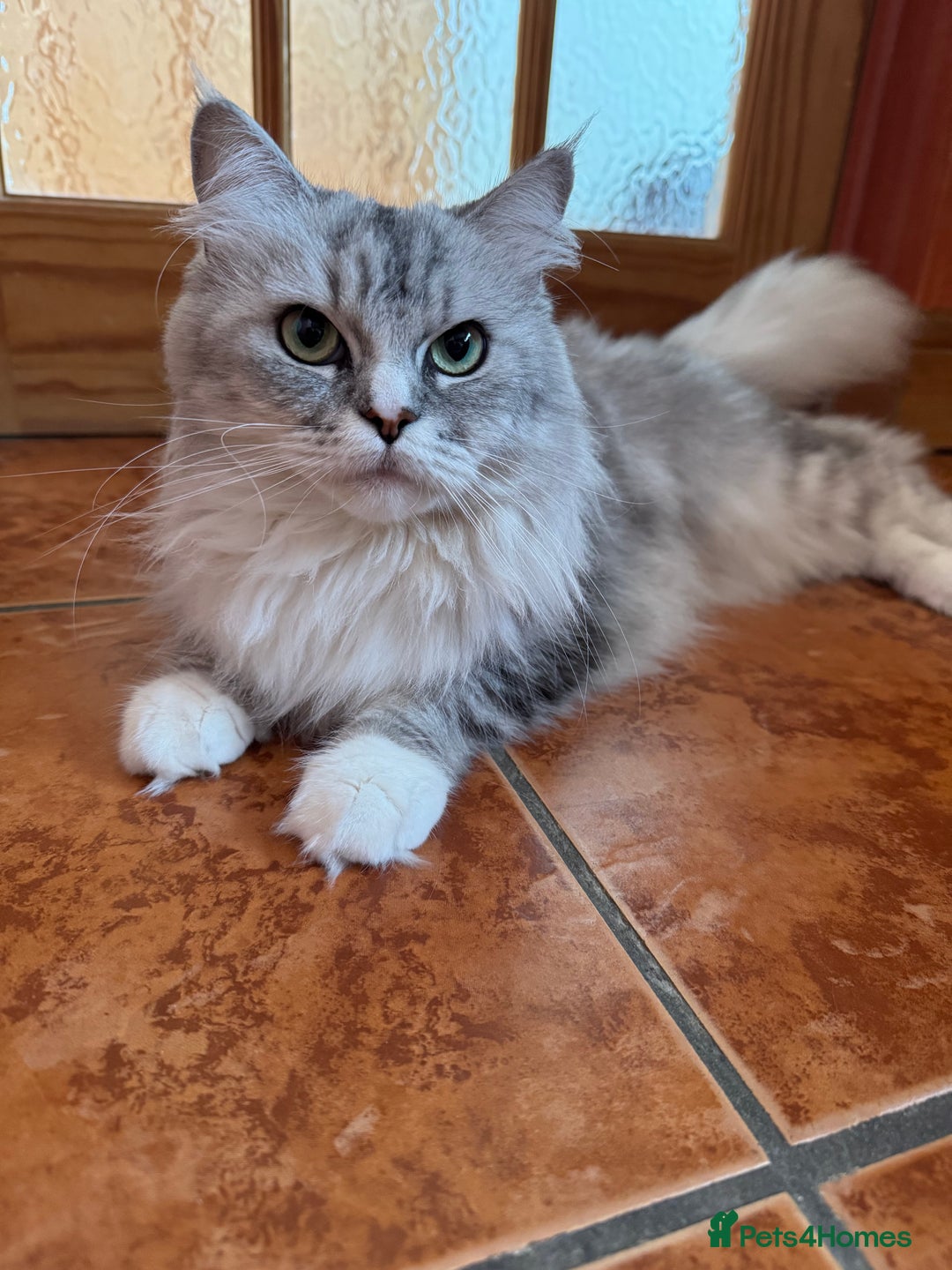 Maine Coon cats for sale: Ciri  - Image 13