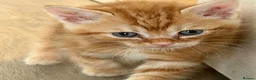 British Shorthair cats for sale: Beautiful Kittens Looking for Loving Homes  in Luton - Advert 2