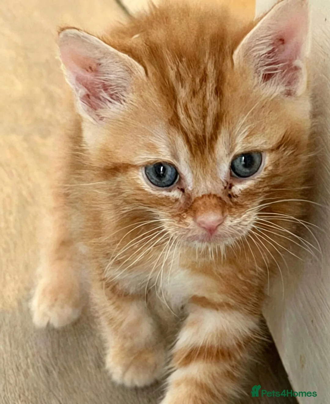 British Shorthair cats for sale: Beautiful Kittens Looking for Loving Homes  in Luton - Advert 2