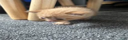 Mixed Breed cats for sale: 5 kittens left  - Advert 14