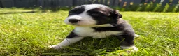 Mixed Breed dogs for sale: ✨ Beautiful Border Aussie Puppies ✨ - Advert 13