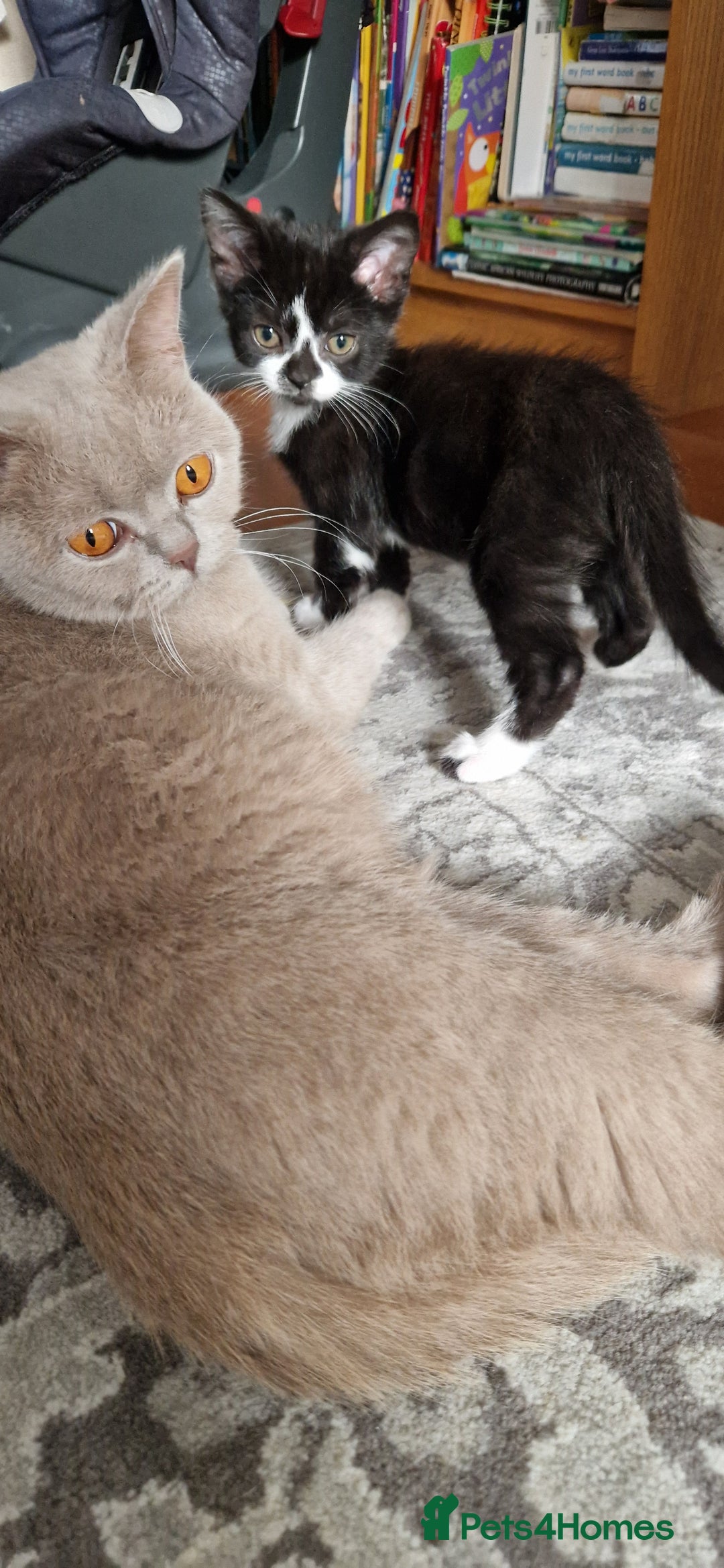 British Shorthair cats for sale: British shorthair mix looking for new home - Advert 4
