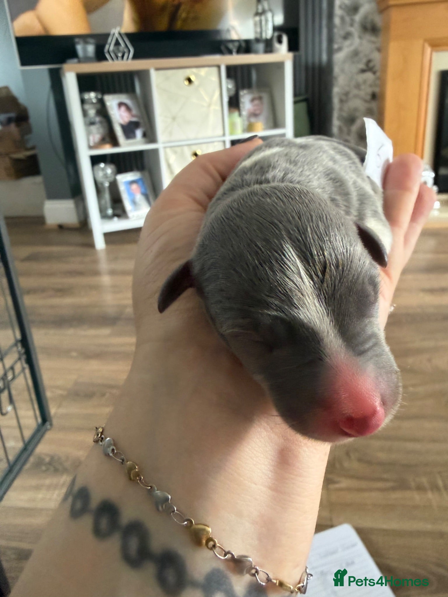 Whippet dogs Stunning Whippet puppies  - Advert 2